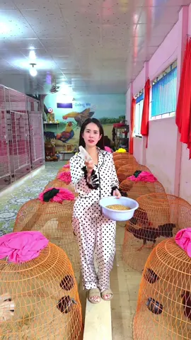 Cho Gà Ăn xong chưa mấy ní ơi… #traiga #quangnhi 