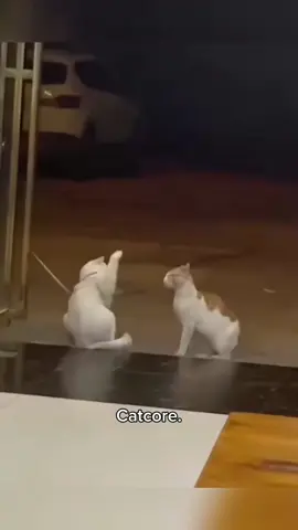 #PetTok#CatsOfTikTok#catlover 