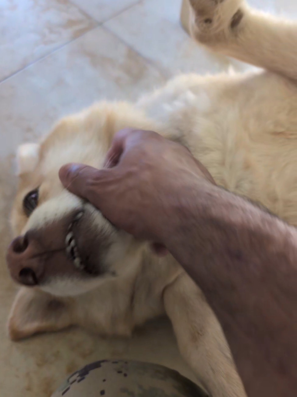Meet my dog Mia! she's a rescue, we believe she's a shepherd husky mix based on her behavior, characteristics and what the vets say. I just thought I'd finally show y'all one of the goofballs you sometimes hear or see in the background. (I got 2 more) #Love #fyp #cute #dogsoftiktok 