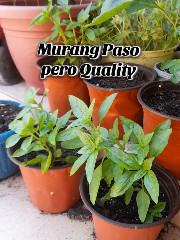 may ibat ibang size ang pasong ito napakamura at matibay na paso pwedeng pwede kahit anong halaman. plastic na paso pinakamurang paso quality na paso #paso #fyp #backyard #murangpaso #piso #foryou #tanim 