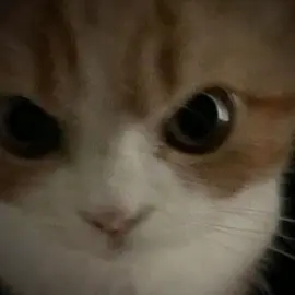 #CapCut perdón por la ausencia 