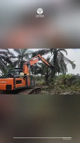 Satuan Tugas (Satgas) Penertiban Kawasan Hutan (PKH), kembali menerima penyerahan sukarela lahan sawit warga yang ada di Taman Nasional Tesso Nilo (TNTN), Rabu (30/7/2025). Pada kegiatan penyerahan dan pemusnahan inj total ada 3 ribu hektare lahan sawit yang diserahkan warga di Desa Bagan Limau, Kecamatan Ukui, Kabupaten Pelalawan. “Alhamdulillah hari ini kita melaksanakan kegiatan reforestasi kembali. Yang sekian banyak ini, hari ini jumlahnya sekitar 3 ribu hektare dari kelompok tani, beberapa kelompok tani di Desa Bagan Limau,” kata Komandan Satgas (Dansatgas) PKH, Mayjen TNI Dody Triwinarto. (Wawancara dengan media tribunpekanbaru.com) Semoga proses penyerahan dan pemulihan ini berjalan lancar. Rumah gajah Sumatera bisa secepatnya di reforestasi. Salam Lestari 🌳