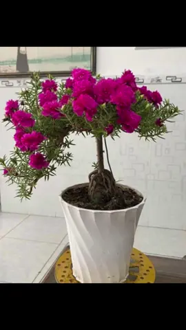 Cây giống hoa mười giờ TQ thân gỗ cổ thụ, trồng càng lâu gốc càng to, thích hợp lên chậu làm bonssai, hoa 1 màu nở cả ngày #vuonhoathamnguyen #hoamuoigiobonsai #hoamuoigio #muoigiotrungquoc #hoamuoigiotrung 