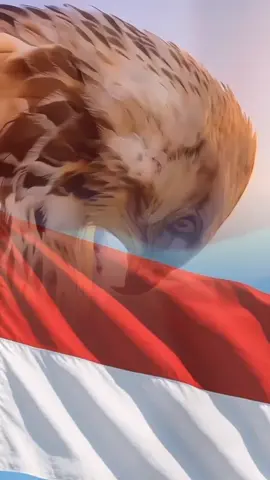 #tiktok #fypシ゚viral #silake5pancasilakemana? #indonesia#indonesia🇮🇩 #agustusmerdeka #hutRi80#indonesia🇮🇩 