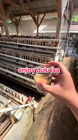 dibikin enjoy aja #pengusahamuda  #peternakanayam #ayampetelur #pengusahaayam #bosmuda 