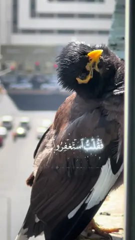 { {فَقُلْتُ اسْتَغْفِرُوا رَبَّكُمْ } } أي: اتركوا ما أنتم عليه من الذنوب، واستغفروا الله منها. { {إِنَّهُ كَانَ غَفَّارًا} } كثير المغفرة لمن تاب واستغفر، فرغبهم بمغفرة الذنوب، وما يترتب عليها من حصول الثواب، واندفاع العقاب. ورغبهم أيضا، بخير الدنيا العاجل، فقال: { {يُرْسِلِ السَّمَاءَ عَلَيْكُمْ مِدْرَارًا} } أي: مطرا متتابعا، يروي الشعاب والوهاد، ويحيي البلاد والعباد. { {وَيُمْدِدْكُمْ بِأَمْوَالٍ وَبَنِينَ } } أي: يكثر أموالكم التي تدركون بها ما تطلبون من الدنيا وأولادكم، { {وَيَجْعَلْ لَكُمْ جَنَّاتٍ وَيَجْعَلْ لَكُمْ أَنْهَارًا } } وهذا من أبلغ ما يكون من لذات الدنيا ومطالبها.