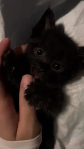 So cute #cat #cats #pet #pets #meow #kitten #kitty #kittycat #kucing #kucinggemoy #kucingoren #kucinglucu #kucingtiktok #catsoftiktok #PetsOfTikTok #catlover #petlover #cattok #fyp #fypage #fyppppppppppppppppppppppp #viral #foryou #foryoupage #tiktok #cute #cutecat #adorable #comel #lucu #Love #lovely #funny #babycat #anakkucing 