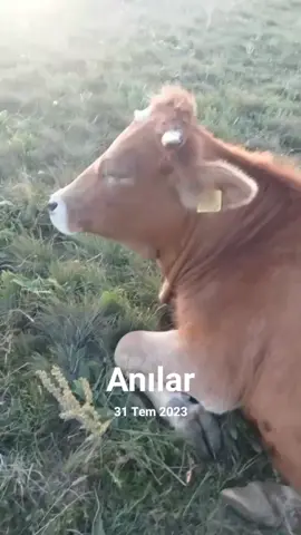 #anılar