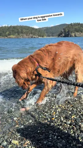 She’s a pure soul 🤷 #fyp #dog #goldenretriever #animals #pet #adorable #beach #doglife #cute #beautiful #gorgeous #Love 