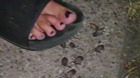 #fyp #lanternfly #squishtok #spottedlanternfly #invasivespecies 