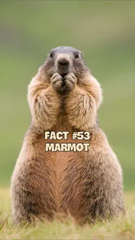 Sóc đất marmot. Đăng lại do bị g* #animals #pets #cuaq #quangdt1710 