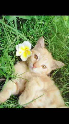 Part-20...cute picture #viral #fy #foryoupage #v #foryou @Viral pictures @viral video @Cat Sofia @cat lover @d 
