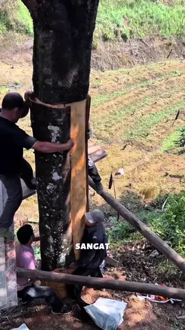 kayu ini hanya dipanen kulitnya saja #kayumanis #pertanian #tipsberkebun #trikpintar