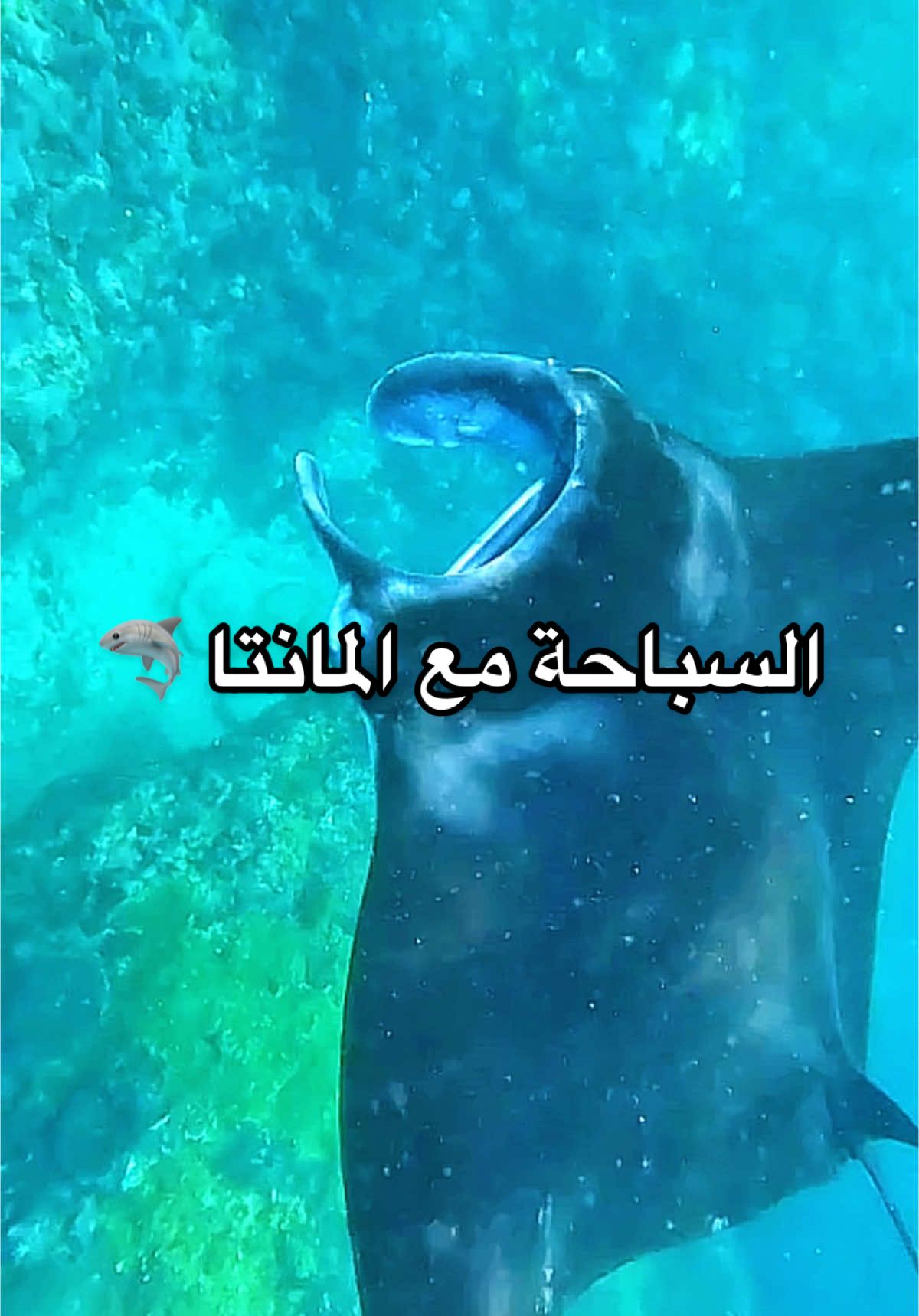 التجربة كانت حلوة من اولها لآخرها🤩 ايش الحيوان الي ودّكم تشوفوه على الطبيعة؟ #manta 