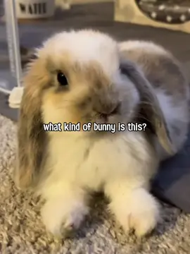 what kind of awesome is this 🥹🥹 #fyp #bunny #rabbitsoftiktok #rabbit #viral  @﹒ ﾟ ꒰  calico ྀི @𝘈𝘕𝘛𝘏𝘖𝘕𝘠 @r᥆ᥕᥲᥒ @✸✶✸ 