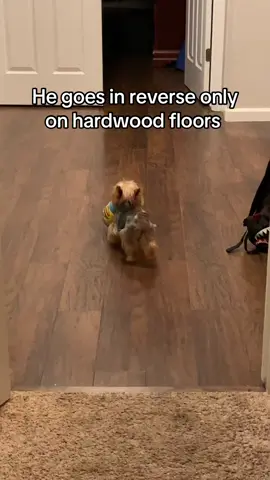 Whyyyyy? 😭😂😭😂😭#ugcpets #putitinreverseterry #yorkiesoftiktok #teacupyorkie #petpeeves 