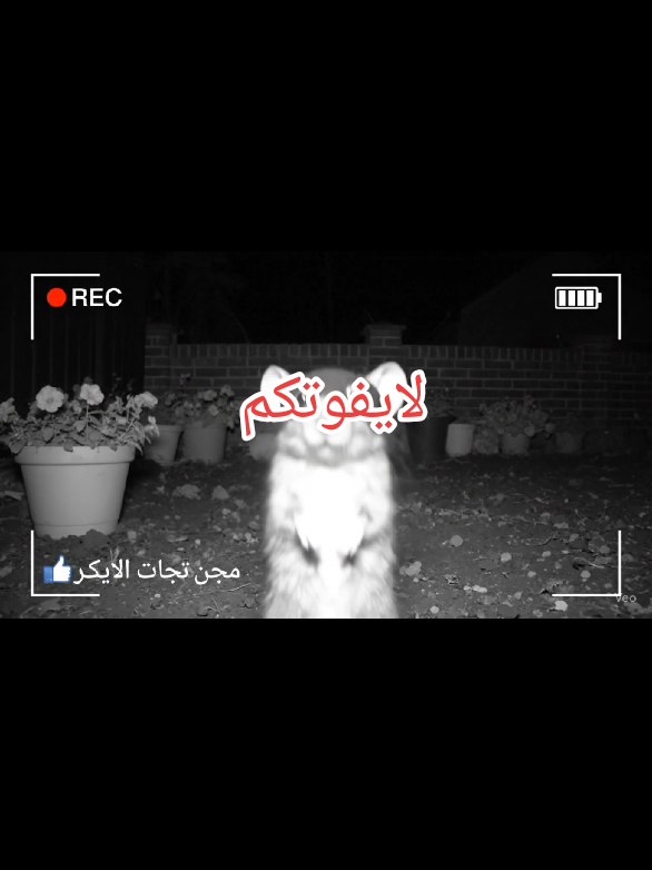 لحد الآن ما فهمت دا فار ولا مجرم 😂🖕   #funnyvideo #mousevideo #caughtoncamera #ai #nightvision #tiktokviral #1مليون