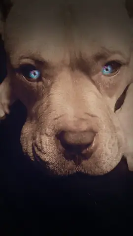 Hello son#relatable #viral #dog #funny #soniloveyousomuch #foryou 
