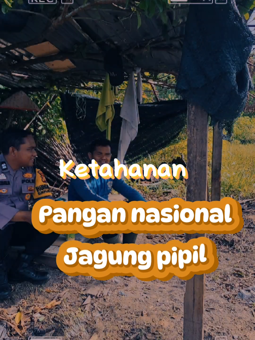 Ketahanan pangan nasional Jagung pipil bersama kelompok tani UNEDO dengan ketua bg zul