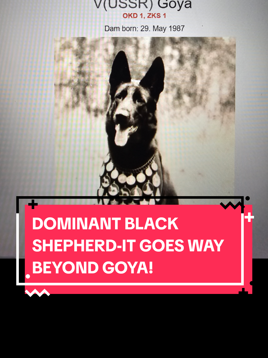 There from the beginning? #dominantblack #dominantblackgermanshepherd #blackgermanshepherd #germanshepherd #westgermanshowline 