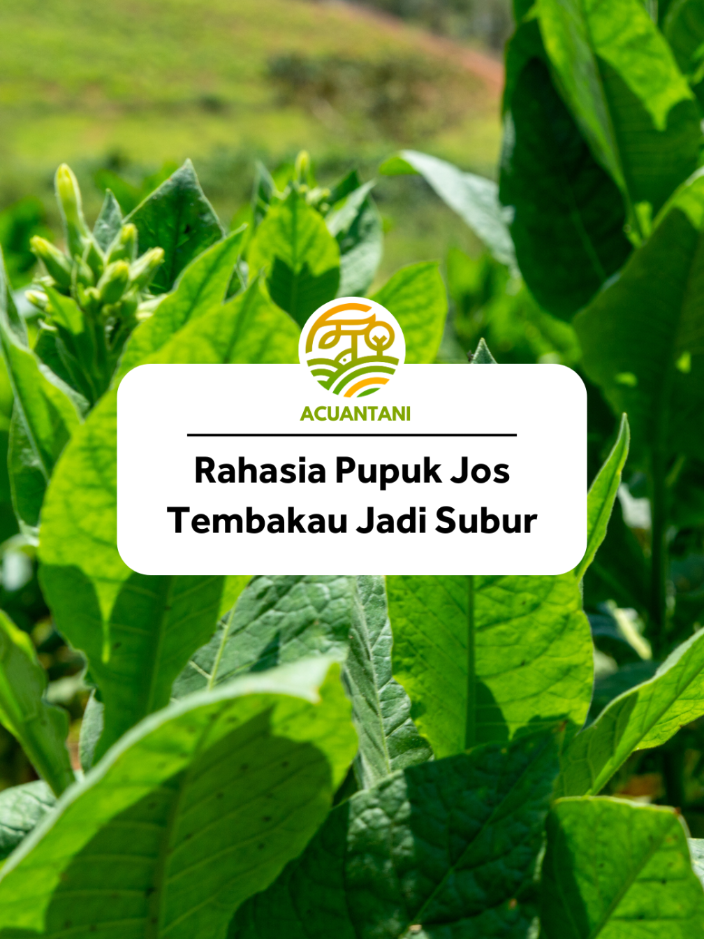 Rahasia pupuk gacor Tembakau jadi subur #bisatani #berkebun #sagamax #gajiansale #promoguncang88 