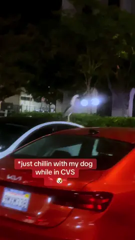 Not the norm js #cvs #bird #dog #convo 🦩 🐶 