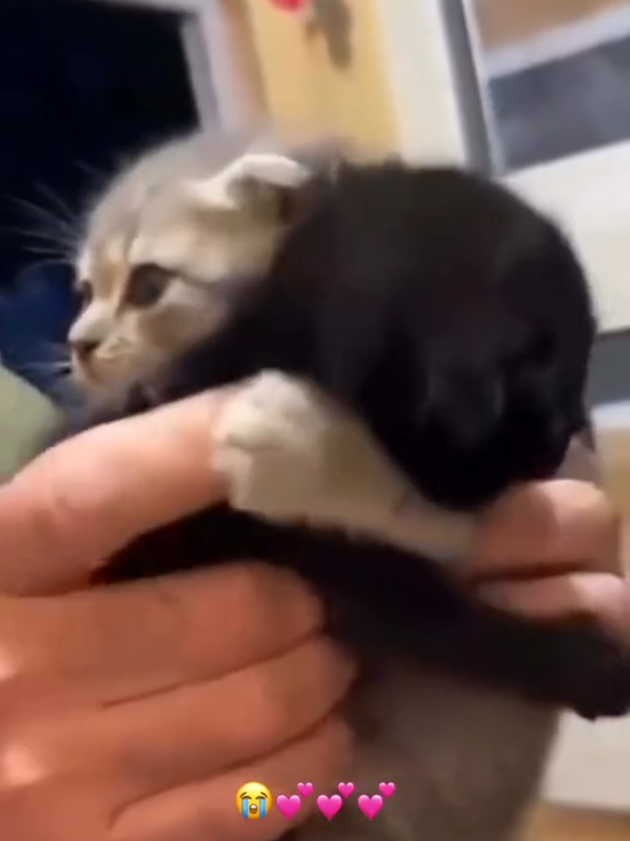 it's me &u against the world #catsoftiktok #fypシ #cat #hug #cuteness #brotherlylove #cats #kitten #Love #bond 