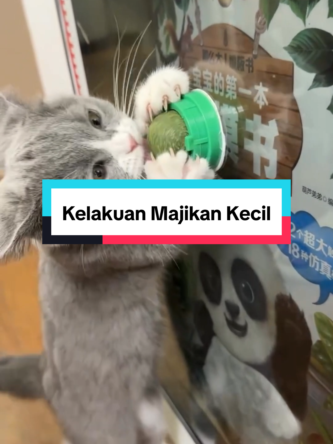 Pakai ini sudah sibuk sendiri #catnip #catnipball 