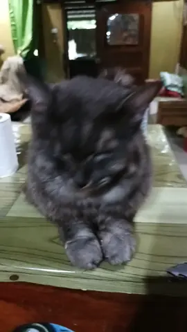 entry namin ni Loki  habol sa trending music 😁  #trendingsound #loki  #trendingmusic  #fyp #foryoupage  #fypspotted #highlight 