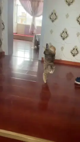 Performing cat#fyp #kitten #cat 