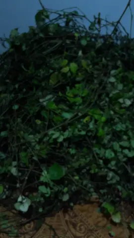 Bibit nilam #gajiansale #promoguncang88 #djpanda 