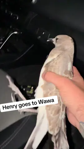 He loves it here #wawa 
