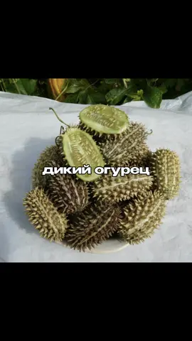 добейте пж косарь в тгк #дикийогурец #зал #GymTok 