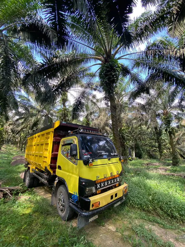 Kegiatan wong lanang yo neng sawitan😂#story #banjar #truksawit #fyp 