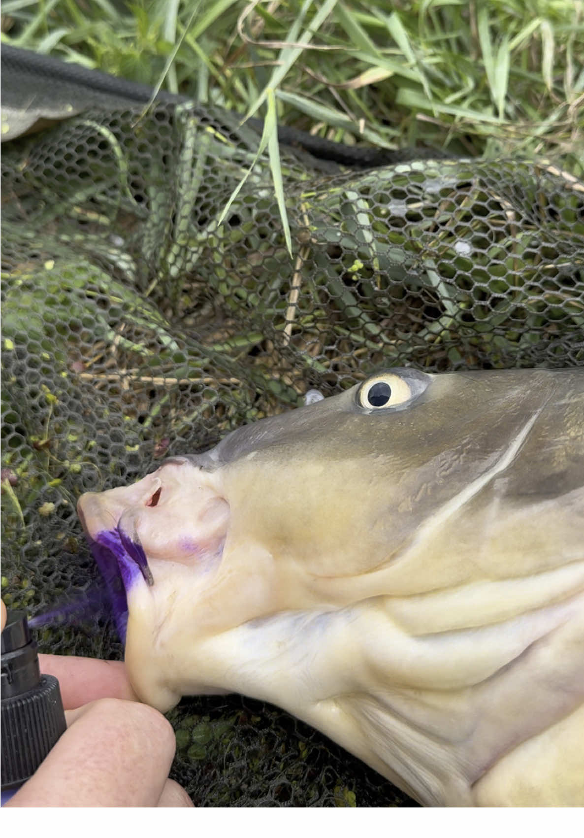 Fishcare 🎣🫟🤝🏽 #kaiffishing #рыбалка #angeln #fishcare #fishing 