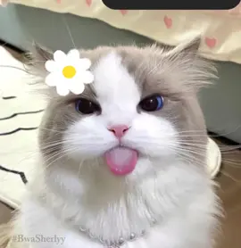 bwaa maacinaa~ #notification #notifikasiwhatsapp #pesan #lucu #myvoice #bwa_sherlyy #bismillahfyp #fypage #foryou #fyppppppppppppppppppppppp 