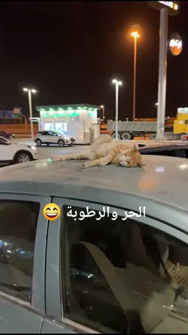 #الحر الرطوبه عند القطط🐈‍⬛🐈‍⬛