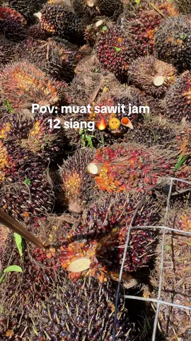 Panas poll🔥🔥🔥☄️ #kulisawit #muatsawit #masukberandafyp #fyp #fypシ 