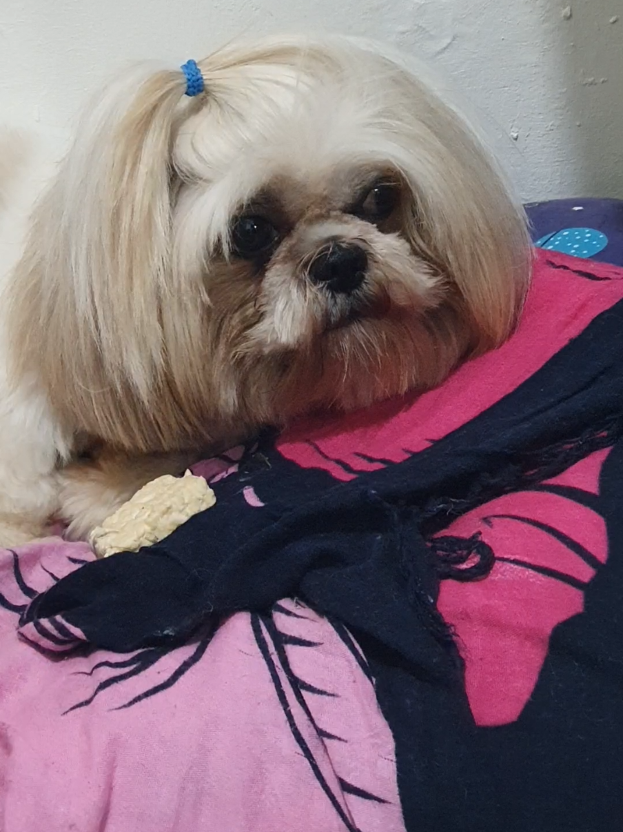 Tantan doyan tempe mentah! onty oncle siapa yg pernah kasih tempe mentah ke anabulnya atau  anabulnya doyan tempe mentah spt tantan?? 😁😁 #dogtok #shihtzusoftiktok #shihtzu #tantanvonelcrist #anjingdoyantempementah #doglife #dogsoftiktok #snackanjing #snackanjingsehat 