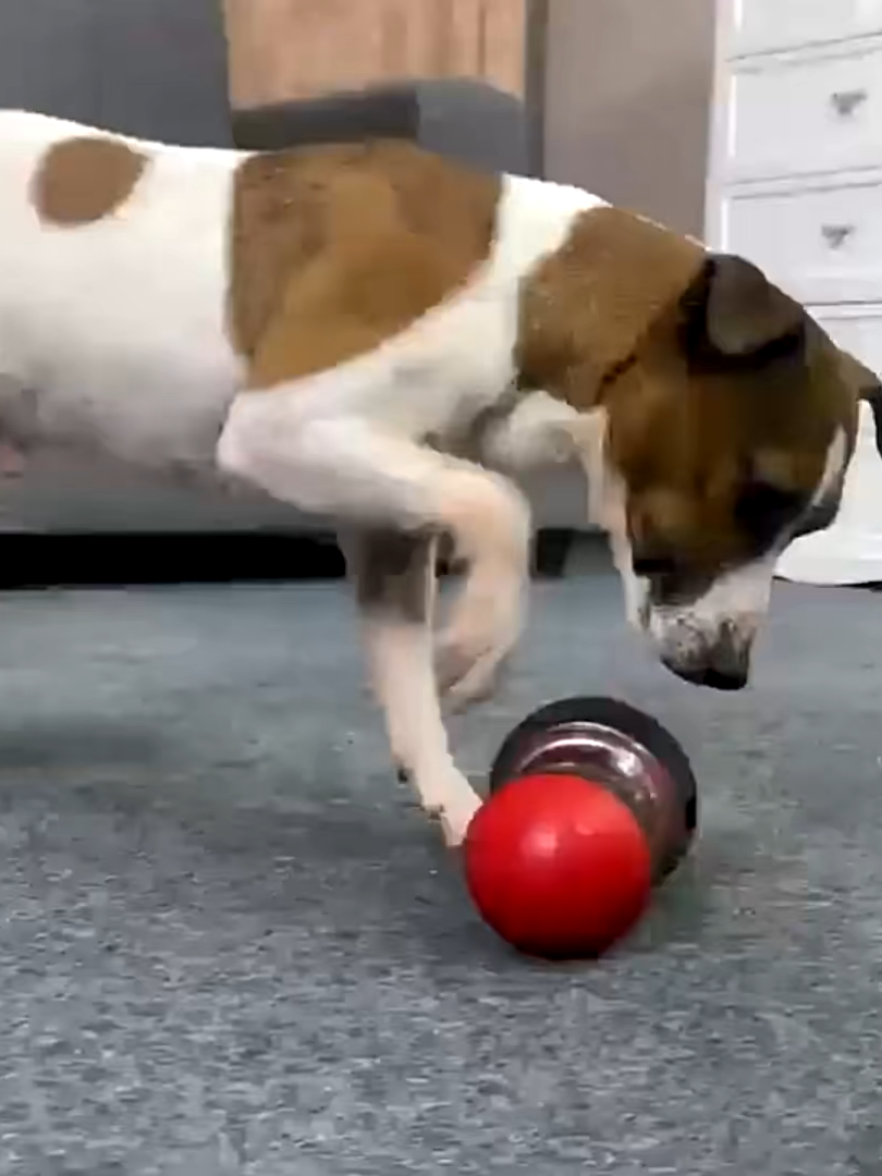 Rolling food leaking ball slow food training slow food dog toy#dogtoy #dogslowfeeder
