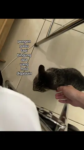 soalnya punya kucing hehe #sukakucing 