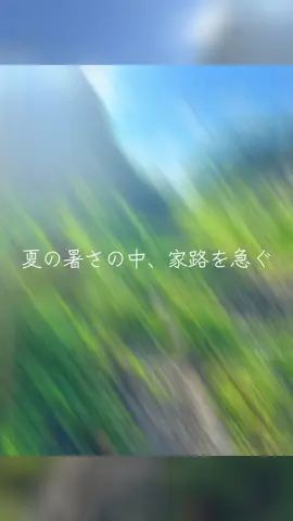 夏の猫さん#苏格兰折耳猫#スコティッシュフォールド 