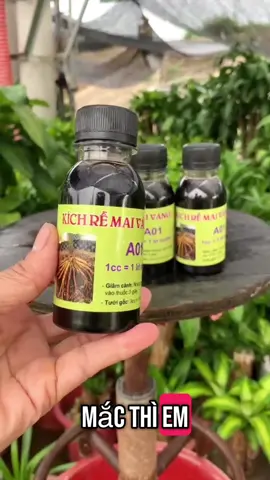 4 chai Kích rễ mai vàng A01 chỉ 99k thúc đẩy bộ rễ lụa rễ cám của cây phát triển nhanh và dày hơn #kichrecay #kichremaivanga01 #thuockichre #kichremaivang #kichrea01 