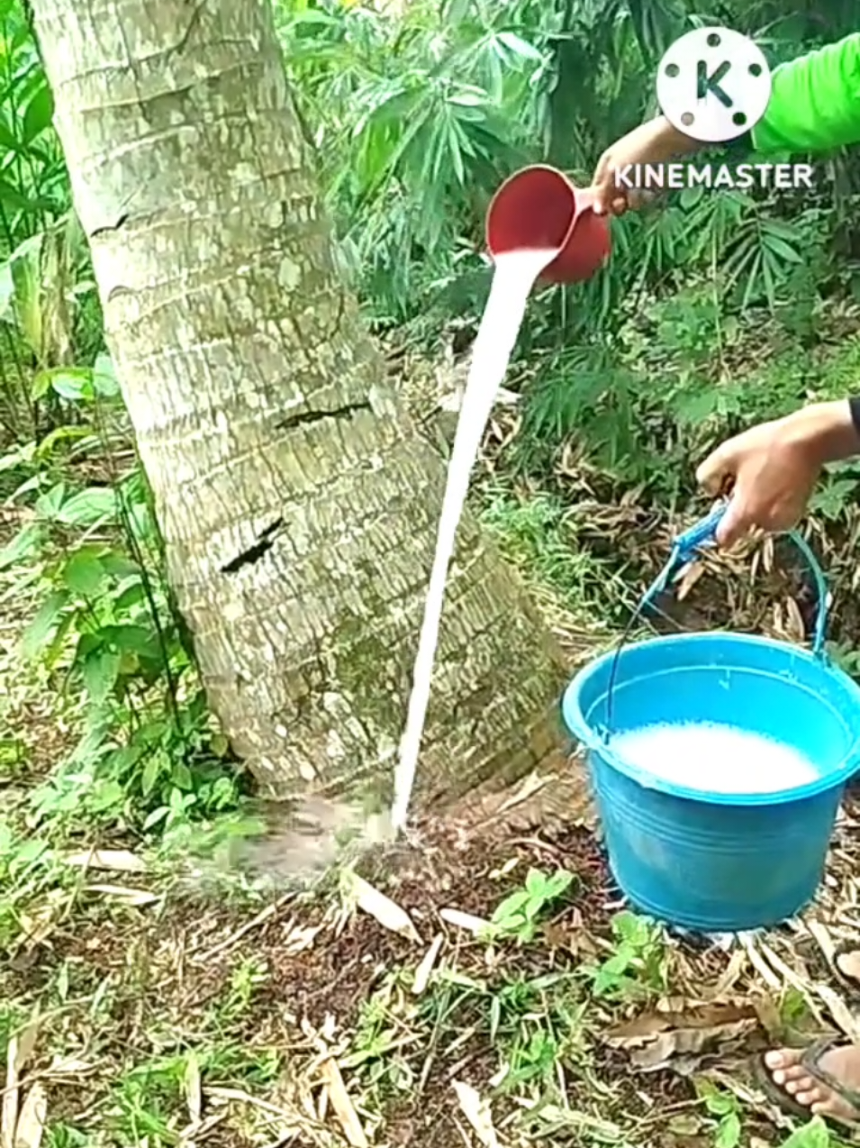 siramkan butiran herbisida ini pohon hancur hingga akarnya#herbisida#killgrass#killgrassbiologis#herbisidapohon#herbisidabambu#herbisidaampuh 