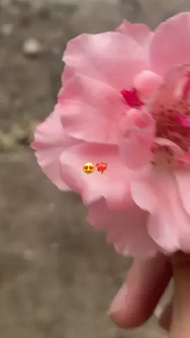 Arka fon #rekkkkkkkk🤍❤️🤭🔐🐼🐻 #kesfetteyiz #flypシ 