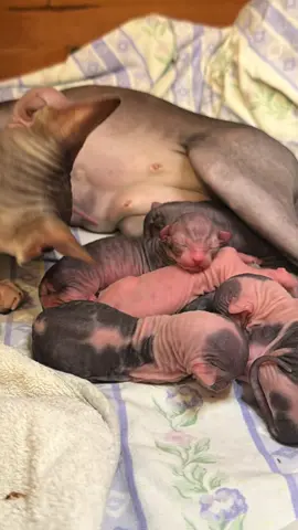 Petite vidéo pour vous montrer quelques images d’un accouchement de sphynx , qui s’est déroulé le 28 juillet 2025, ma fifille nous a fait six beaux bébés, je vous ferai les présentations d’ici quelques jours ♀︎ ♂︎ 💎 #accouchement #sphynx #bebechat #nancy #sphynxcat 