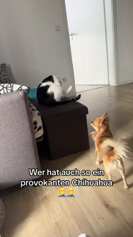 Er hat eier in der Hose!  #tommy_derkater 