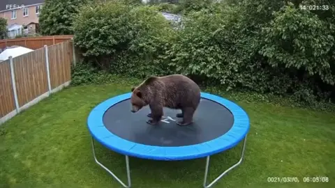 #bear #trampoline #ai #viral #fypシ゚ 
