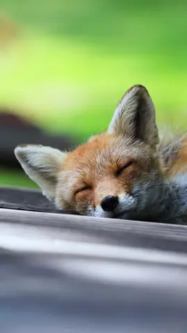 🦊🦊🦊fox 2025/5  キタキツネ #キツネ #fox #volpe #fuchs #여우 #狐狸   #キタキツネ #動物 #動物好きな人と繋がりたい＃可愛い動物#動物園 #redfox #animal #foxlove #foxes_club #cutefox #foxes