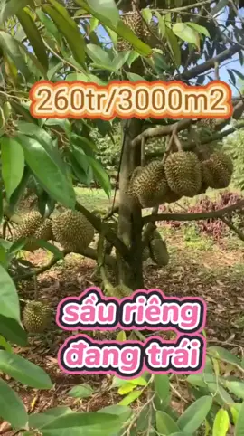 LH 0bảy chín2'1'5'6 chín3 7 em hỗ trợ gặp chủ #xuhuong #datngopbinhduong #datngopbinhphuoc #bdsgiare #bdsgiangop #nhavuonnghiduong #nhavuongiare #nhavuongiangop #datvuonnghiduong 